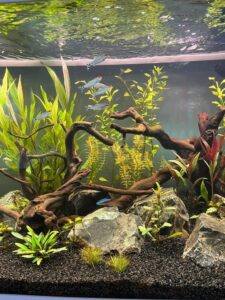 aquarium maintenance