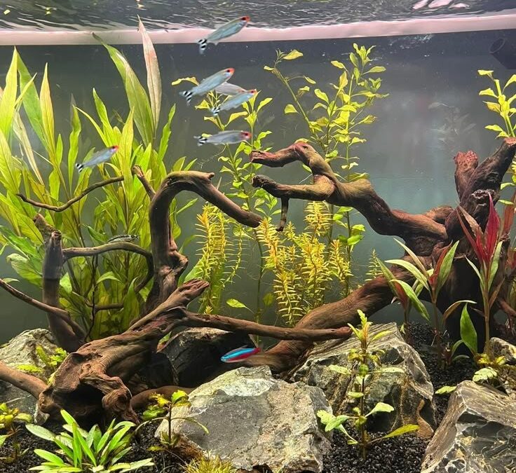 Aquarium Maintenance