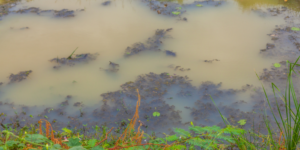pond sludge removal