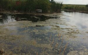 sludge-clean-up