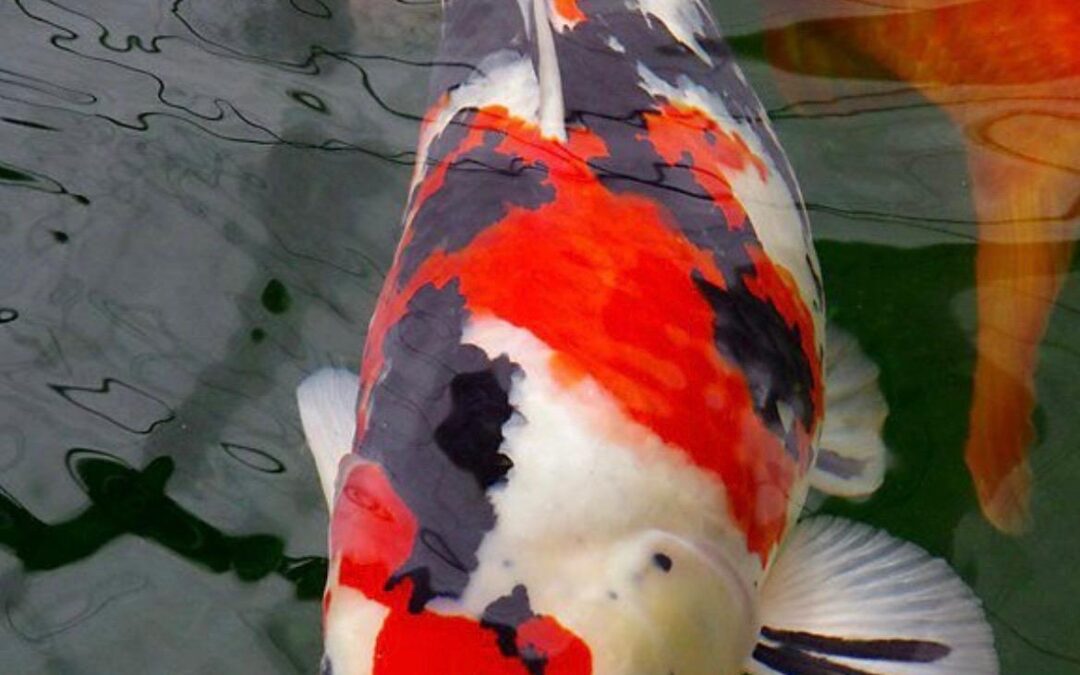 Healthy Koi Fish