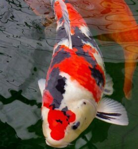 healthy koi
