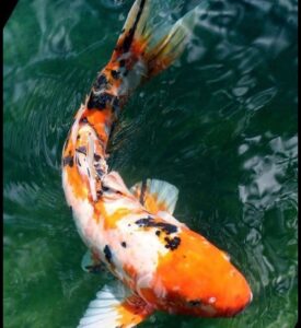 healthy koi fish 