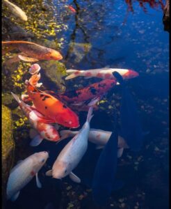 healthy koi