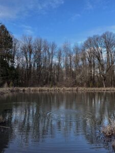 seasonal pond treatment