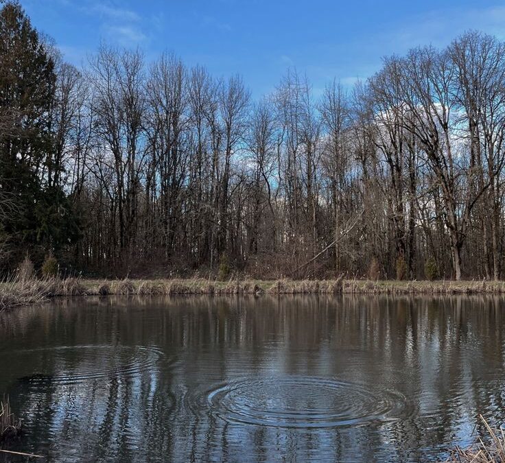 Seasonal Pond Treatment