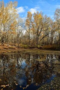 winter pond treatment