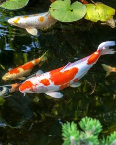 koi fish 