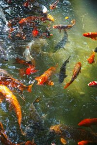 Beginner’s Guide to Koi Keeping