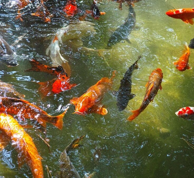 Beginner’s Guide to Koi Keeping