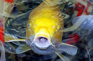 overfeeding koi
