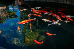 koi pond maintenance 