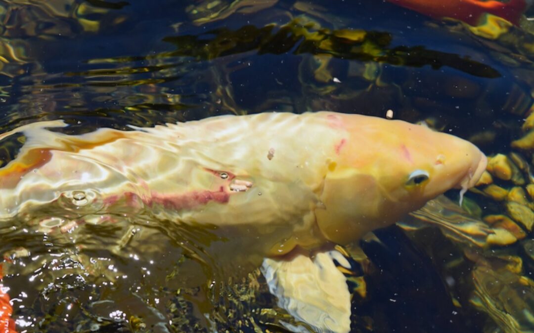 What Makes Koi Fish Stress ?
