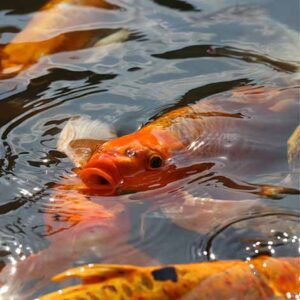 stressed koi fish
