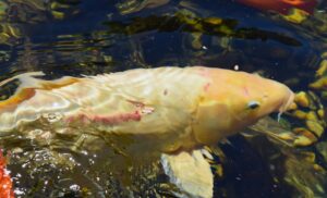 stressed koi fish