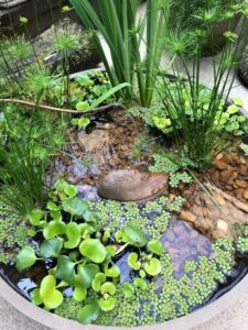 low maintenance plants